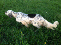 Setter Anglais JUMPER DES PICS LUCHONNAIS Setter Anglais JUMPER DES PICS LUCHONNAIS